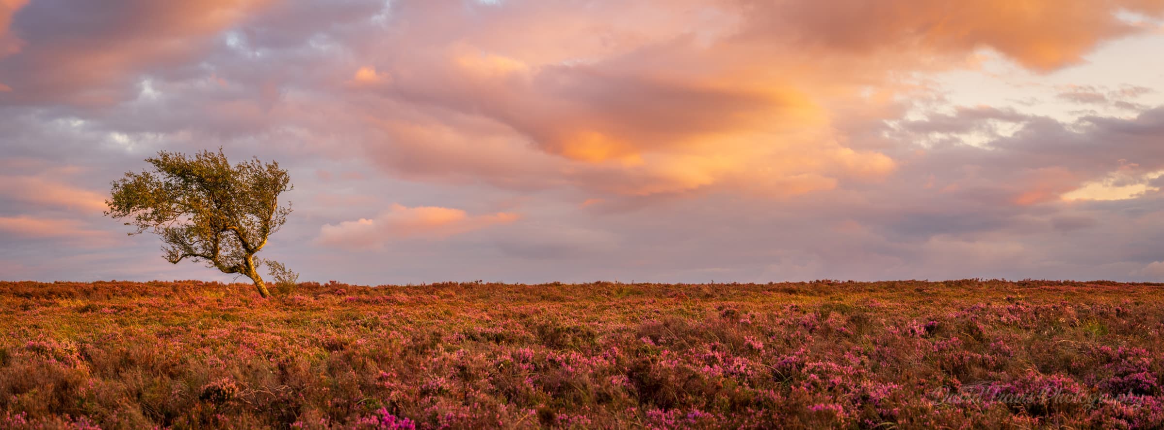Sunlit silver birch rising from purple heather at Burbage Moor near Hathersage.
